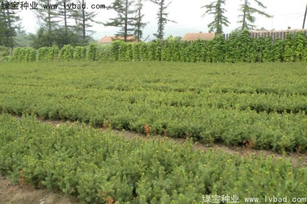 <a href='http://www.wuzhouwash.com/linmuzhongzi/2196.html' target='_blank'>紅松種子</a>