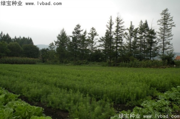 <a href='http://www.wuzhouwash.com/linmuzhongzi/2196.html' target='_blank'>紅松</a><a href='http://www.wuzhouwash.com/' target='_blank'>種子</a>