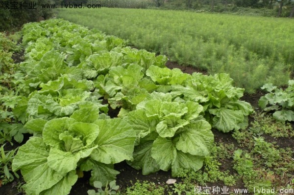 <a href='http://www.wuzhouwash.com/linmuzhongzi/2196.html' target='_blank'>紅松</a>種子