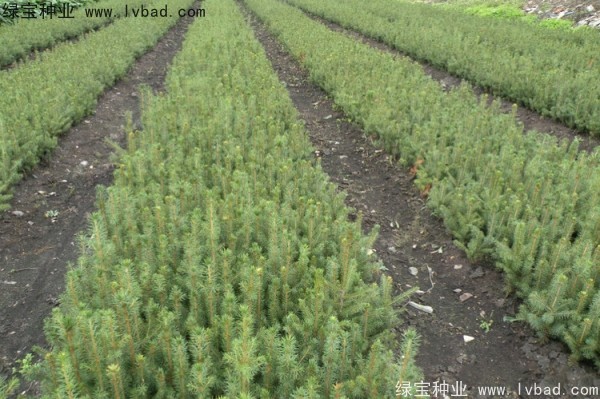 <a href='http://www.wuzhouwash.com/linmuzhongzi/2196.html' target='_blank'>紅松種子</a>