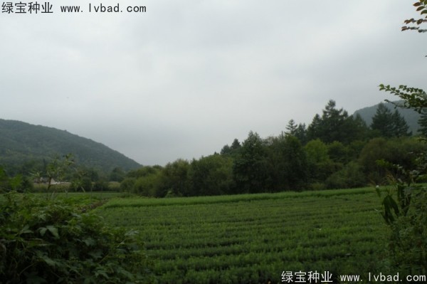 <a href='http://www.wuzhouwash.com/linmuzhongzi/2196.html' target='_blank'>紅松種子</a>
