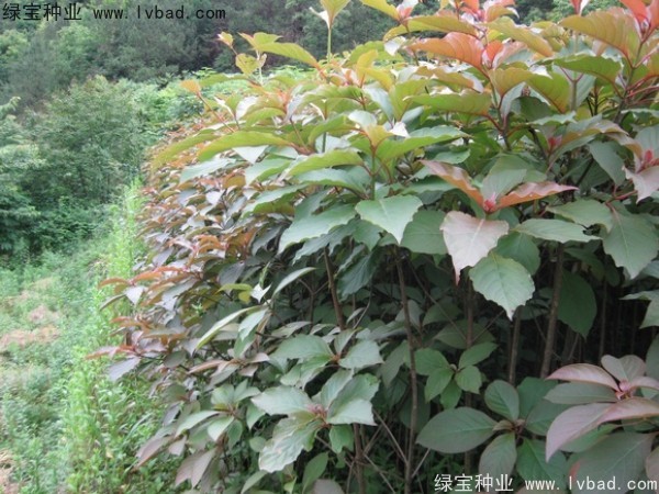 燈臺(tái)樹(shù)<a href='http://www.wuzhouwash.com/' target='_blank'>種子</a>