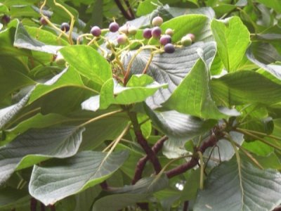 燈臺(tái)樹(shù)種子