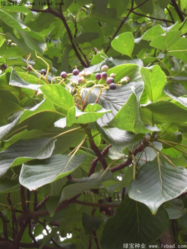 <a href='http://www.wuzhouwash.com/linmuzhongzi/2197.html' target='_blank'>燈臺(tái)樹(shù)種子</a>