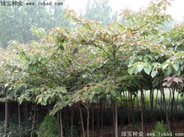 <a href='http://www.wuzhouwash.com/linmuzhongzi/2197.html' target='_blank'>燈臺(tái)樹(shù)種子</a>