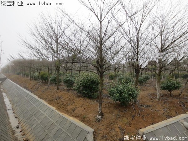 <a href='http://www.wuzhouwash.com/linmuzhongzi/2197.html' target='_blank'>燈臺(tái)樹(shù)種子</a>