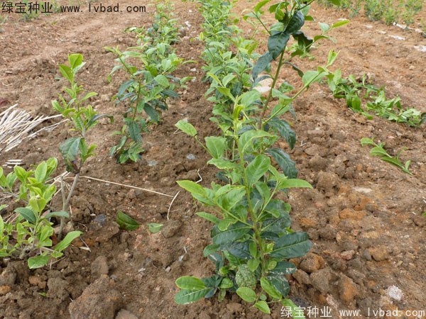 <a href='http://www.wuzhouwash.com/linmuzhongzi/2198.html' target='_blank'>茶樹種子</a>