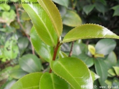 茶樹(shù)種子