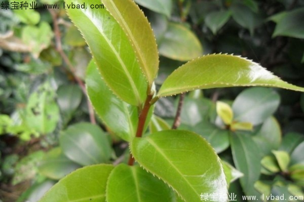 <a href='http://www.wuzhouwash.com/linmuzhongzi/2198.html' target='_blank'>茶樹種子</a>