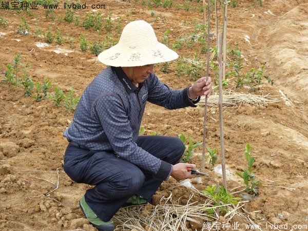 <a href='http://www.wuzhouwash.com/linmuzhongzi/2198.html' target='_blank'>茶樹種子</a>