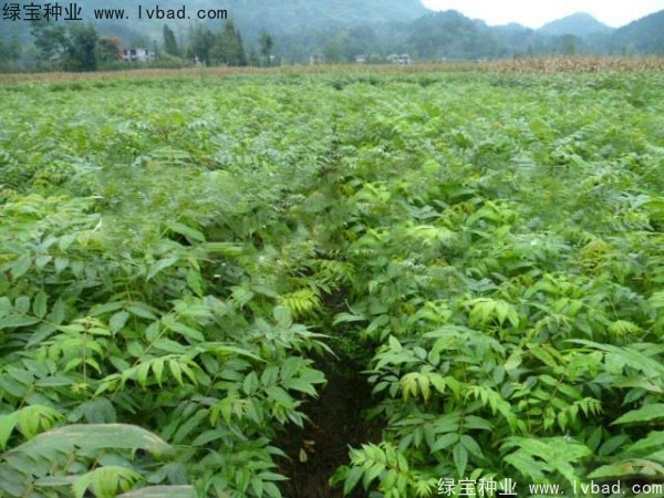 <a href='http://www.wuzhouwash.com/linmuzhongzi/2199.html' target='_blank'>黃柏種子</a>