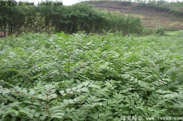 <a href='http://www.wuzhouwash.com/linmuzhongzi/2199.html' target='_blank'>黃柏</a><a href='http://www.wuzhouwash.com/' target='_blank'>種子</a>