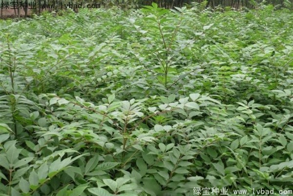 <a href='http://www.wuzhouwash.com/linmuzhongzi/2199.html' target='_blank'>黃柏</a><a href='http://www.wuzhouwash.com/' target='_blank'>種子</a>