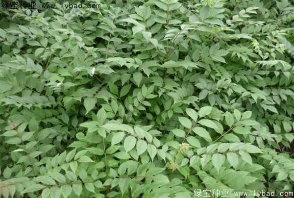 <a href='http://www.wuzhouwash.com/linmuzhongzi/2199.html' target='_blank'>黃柏種子</a>