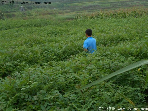 <a href='http://www.wuzhouwash.com/linmuzhongzi/2199.html' target='_blank'>黃柏</a><a href='http://www.wuzhouwash.com/' target='_blank'>種子</a>