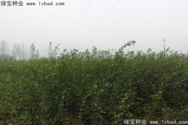 <a href='http://www.wuzhouwash.com/linmuzhongzi/2200.html' target='_blank'>青榨槭種子</a>