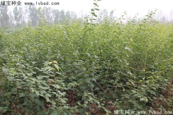<a href='http://www.wuzhouwash.com/linmuzhongzi/2200.html' target='_blank'>青榨槭種子</a>