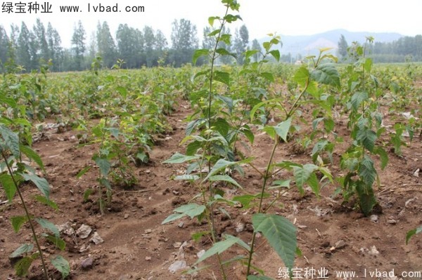 <a href='http://www.wuzhouwash.com/linmuzhongzi/2200.html' target='_blank'>青榨槭</a><a href='http://www.wuzhouwash.com/' target='_blank'>種子</a>