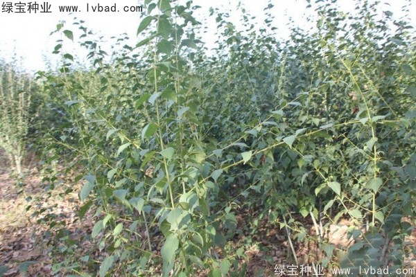 青榨槭<a href='http://www.wuzhouwash.com/' target='_blank'>種子</a>