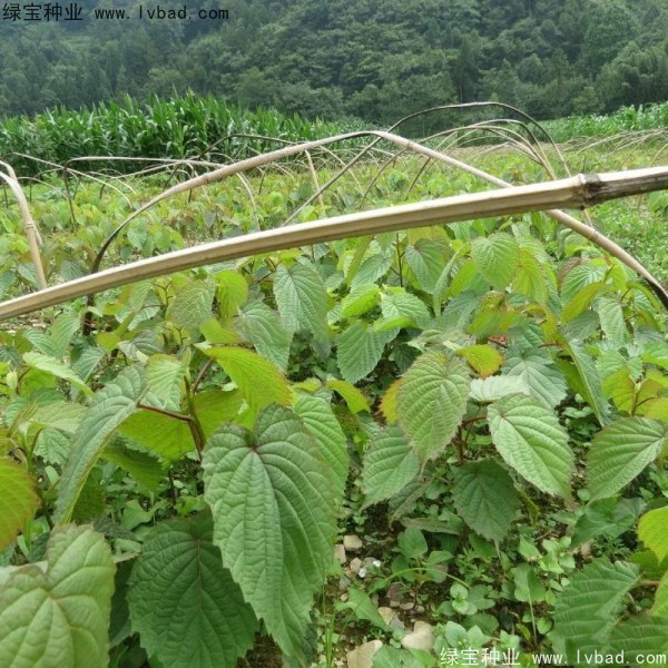 <a href='http://www.wuzhouwash.com/linmuzhongzi/2203.html' target='_blank'>珙桐種子</a>