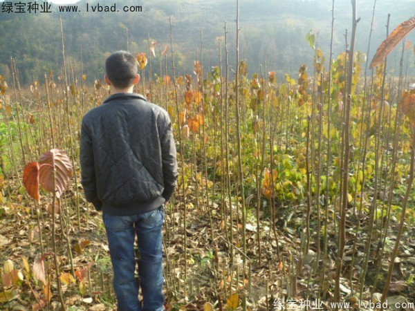 <a href='http://www.wuzhouwash.com/linmuzhongzi/2203.html' target='_blank'>珙桐種子</a>