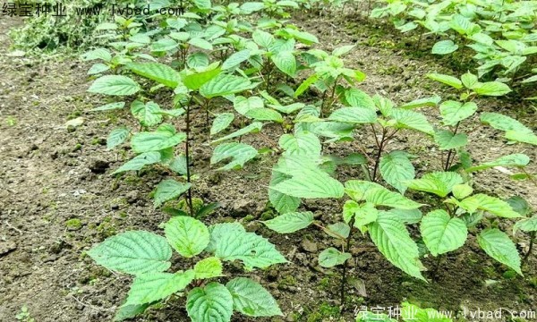 <a href='http://www.wuzhouwash.com/linmuzhongzi/2203.html' target='_blank'>珙桐種子</a>