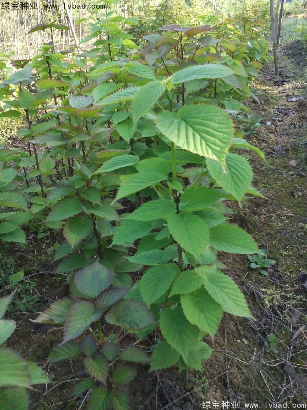 珙桐種子