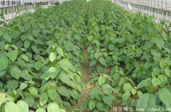 <a href='http://www.wuzhouwash.com/linmuzhongzi/2203.html' target='_blank'>珙桐</a><a href='http://www.wuzhouwash.com/' target='_blank'>種子</a>