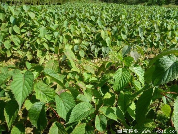 珙桐<a href='http://www.wuzhouwash.com/' target='_blank'>種子</a>