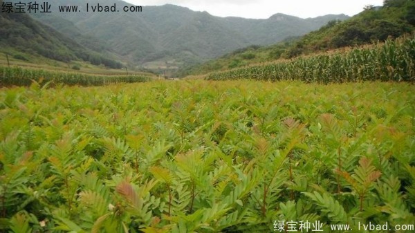珙桐種子