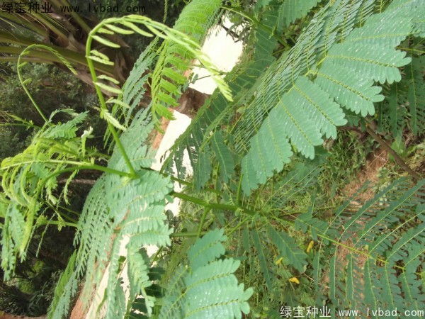 <a href='http://www.wuzhouwash.com/linmuzhongzi/2204.html' target='_blank'>鳳凰木</a><a href='http://www.wuzhouwash.com/' target='_blank'>種子</a>