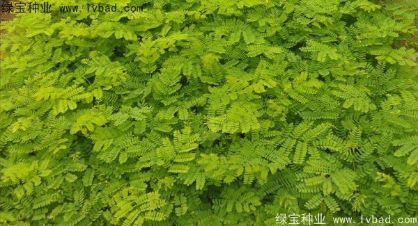 <a href='http://www.wuzhouwash.com/linmuzhongzi/2204.html' target='_blank'>鳳凰木種子</a>
