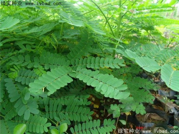 <a href='http://www.wuzhouwash.com/linmuzhongzi/2204.html' target='_blank'>鳳凰木種子</a>