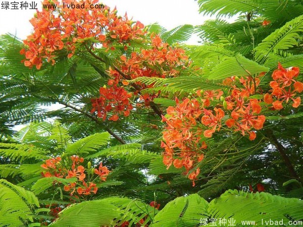 <a href='http://www.wuzhouwash.com/linmuzhongzi/2204.html' target='_blank'>鳳凰木種子</a>