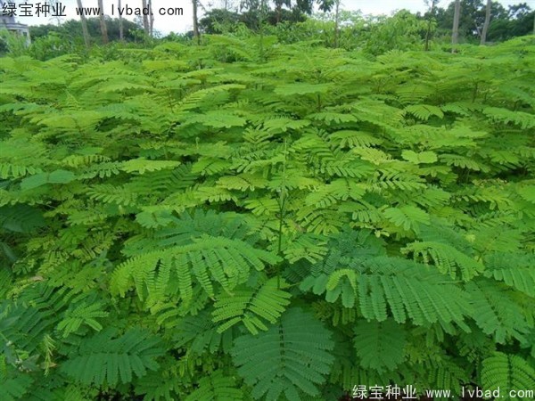 鳳凰木<a href='http://www.wuzhouwash.com/' target='_blank'>種子</a>