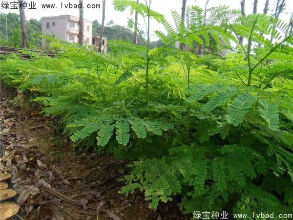 鳳凰木<a href='http://www.wuzhouwash.com/' target='_blank'>種子</a>