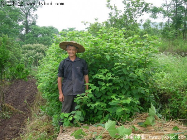 拐棗<a href='http://www.wuzhouwash.com/' target='_blank'>種子</a>