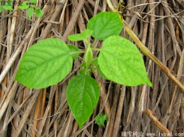 <a href='http://www.wuzhouwash.com/linmuzhongzi/2205.html' target='_blank'>拐棗</a><a href='http://www.wuzhouwash.com/' target='_blank'>種子</a>
