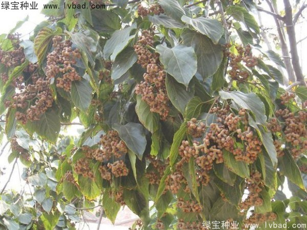 <a href='http://www.wuzhouwash.com/linmuzhongzi/2205.html' target='_blank'>拐棗種子</a>
