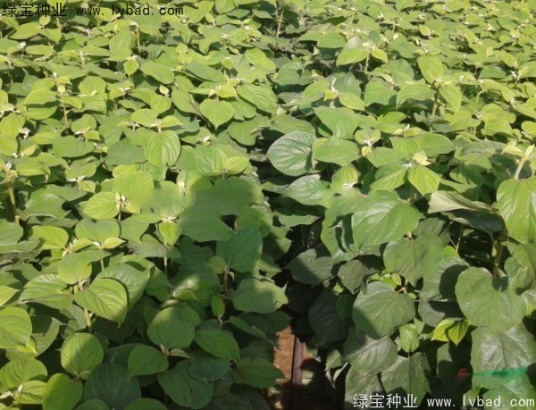 <a href='http://www.wuzhouwash.com/linmuzhongzi/2205.html' target='_blank'>拐棗種子</a>