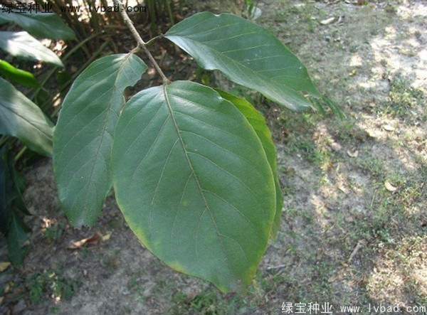<a href='http://www.wuzhouwash.com/linmuzhongzi/2206.html' target='_blank'>大金果種子</a>