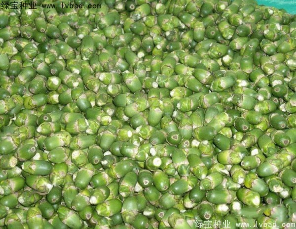 檳榔<a href='http://www.wuzhouwash.com/' target='_blank'>種子</a>