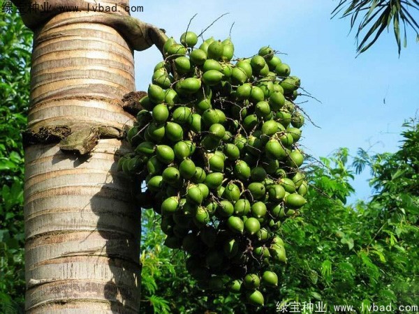 <a href='http://www.wuzhouwash.com/linmuzhongzi/2207.html' target='_blank'>檳榔種子</a>