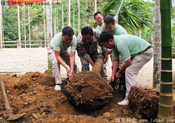 檳榔<a href='http://www.wuzhouwash.com/' target='_blank'>種子</a>