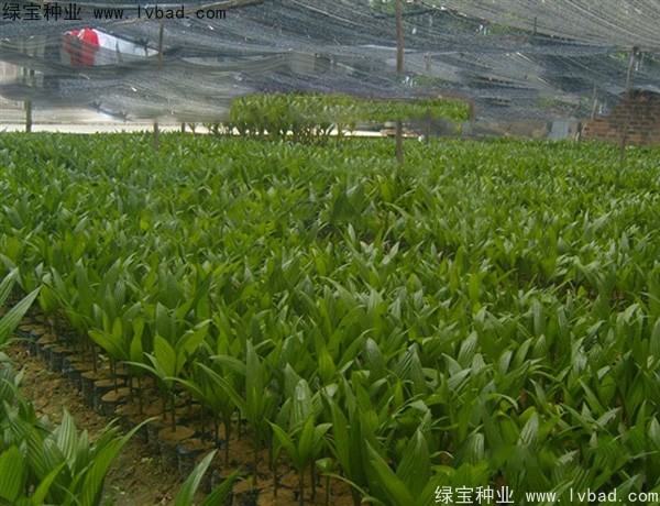 <a href='http://www.wuzhouwash.com/linmuzhongzi/2207.html' target='_blank'>檳榔種子</a>