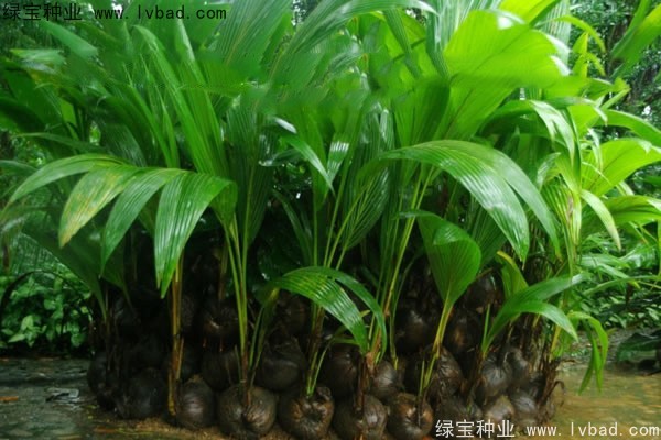 <a href='http://www.wuzhouwash.com/linmuzhongzi/2207.html' target='_blank'>檳榔</a><a href='http://www.wuzhouwash.com/' target='_blank'>種子</a>