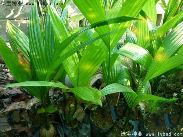 <a href='http://www.wuzhouwash.com/linmuzhongzi/2207.html' target='_blank'>檳榔種子</a>