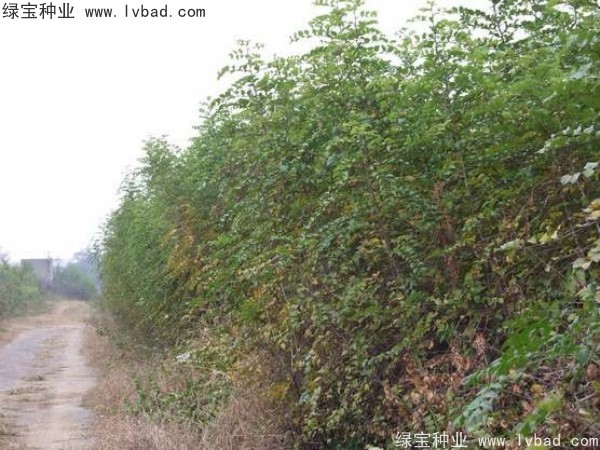 <a href='http://www.wuzhouwash.com/linmuzhongzi/2208.html' target='_blank'>馬甲子種子</a>