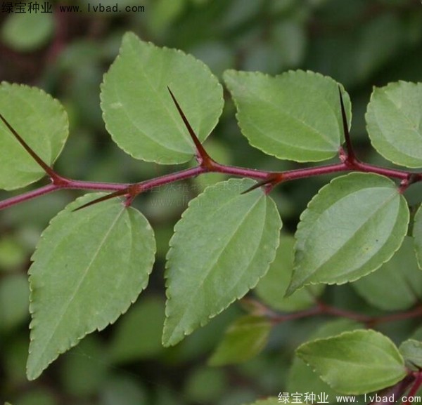 <a href='http://www.wuzhouwash.com/linmuzhongzi/2208.html' target='_blank'>馬甲子種子</a>