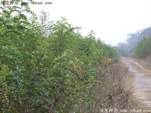 馬甲子<a href='http://www.wuzhouwash.com/' target='_blank'>種子</a>